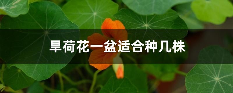 旱荷花一盆适合种几株 旱荷花一盆适合种几株