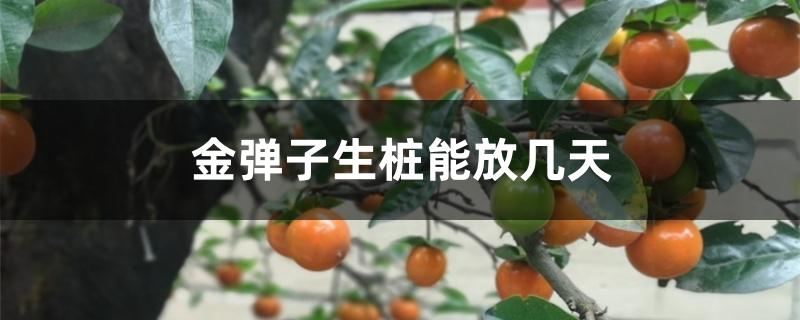 金弹子生桩能放几天 金弹子生桩能放几天
