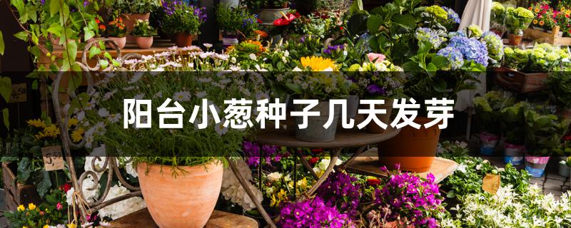 阳台小葱种子几天发芽