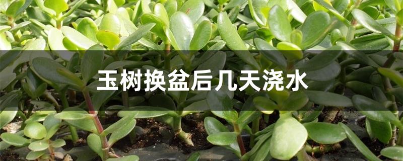 玉树换盆后几天浇水