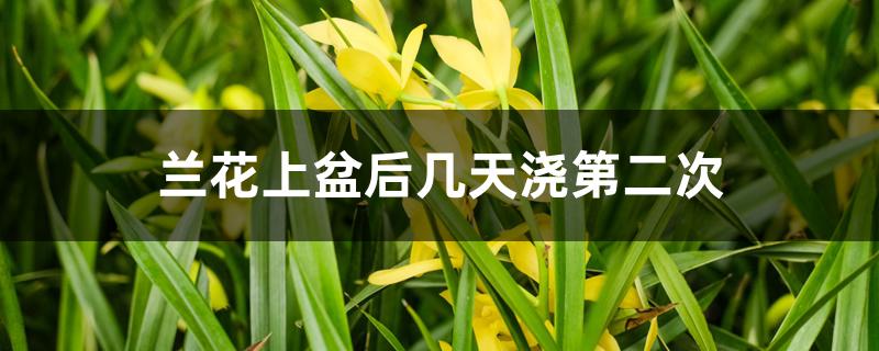 兰花上盆后几天浇第二次 兰花上盆后几天浇第二次
