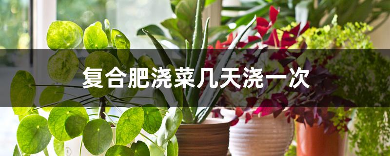 复合肥浇菜几天浇一次 复合肥浇菜几天浇一次