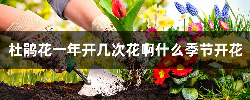 杜鹃花一年开几次花啊什么季节开花 杜鹃花一年开几次花啊什么季节开花