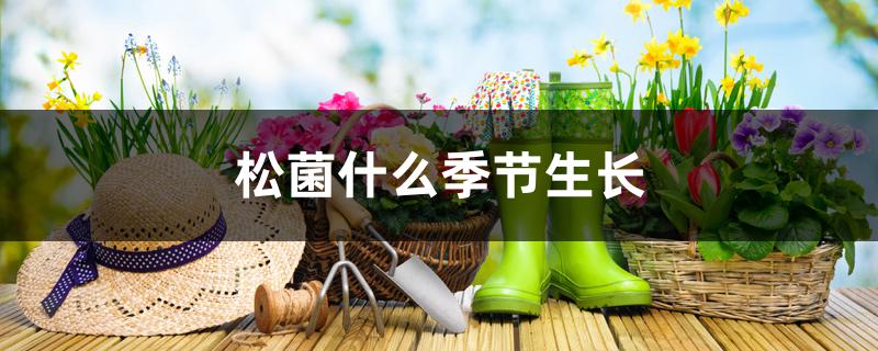 松菌什么季节生长 松菌什么季节生长