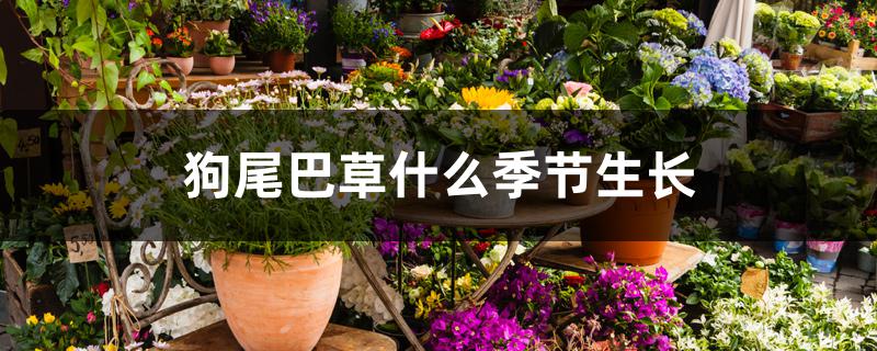 狗尾巴草什么季节生长 狗尾巴草什么季节生长