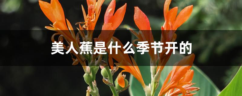 美人蕉是什么季节开的 美人蕉是什么季节开的