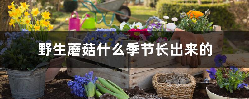 野生蘑菇什么季节长出来的 野生蘑菇什么季节长出来的