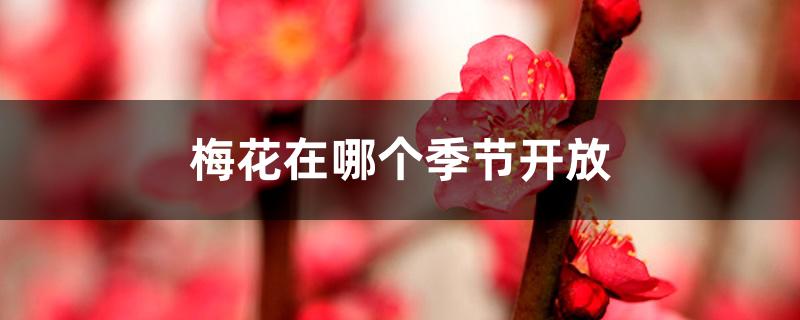 梅花在哪个季节开放 梅花在哪个季节开放