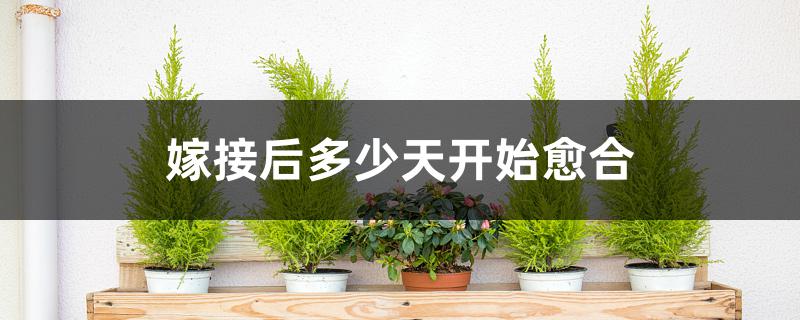 嫁接后多少天开始愈合 嫁接后多少天开始愈合