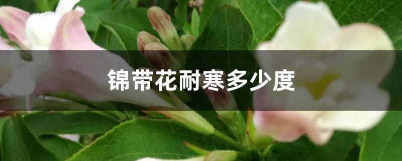 锦带花耐寒多少度 锦带花耐寒多少度