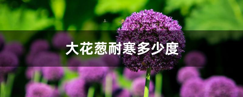 大花葱耐寒多少度 大花葱耐寒多少度