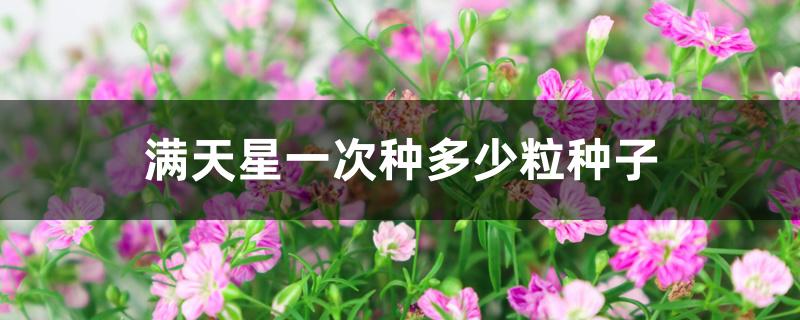 满天星一次种多少粒种子 满天星一次种多少粒种子