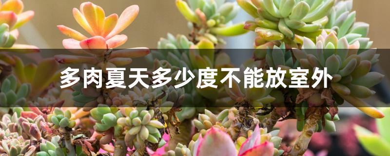 多肉夏天多少度不能放室外 多肉夏天多少度不能放室外