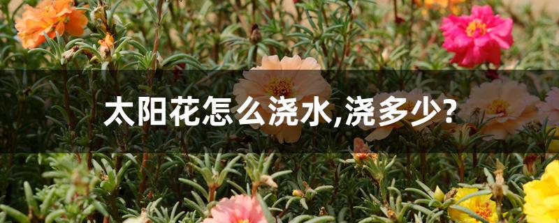 太阳花怎么浇水,浇多少? 太阳花怎么浇水,浇多少?