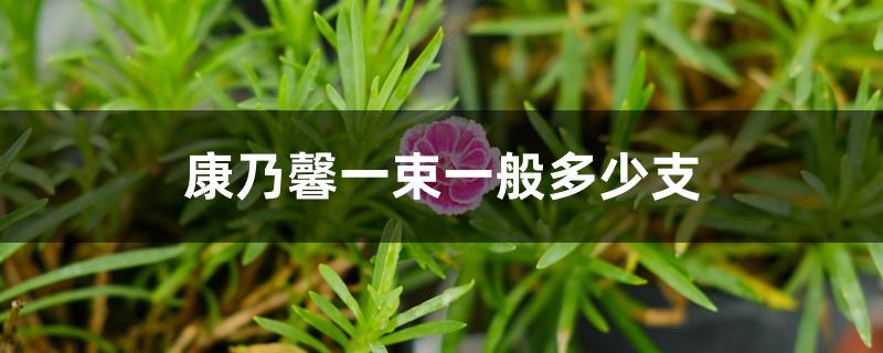 康乃馨一束一般多少支 康乃馨一束一般多少支