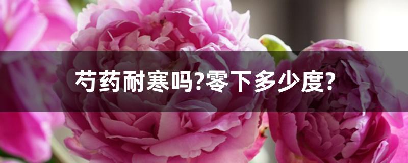 芍药耐寒吗?零下多少度? 芍药耐寒吗?零下多少度?
