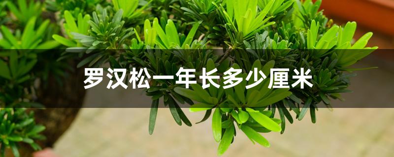 罗汉松一年长多少厘米 罗汉松一年长多少厘米