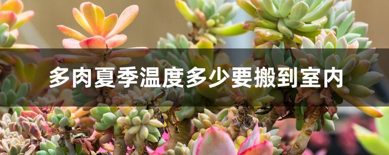 多肉夏季温度多少要搬到室内 多肉夏季温度多少要搬到室内