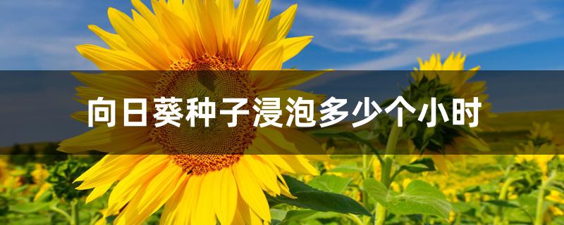 向日葵种子浸泡多少个小时 向日葵种子浸泡多少个小时