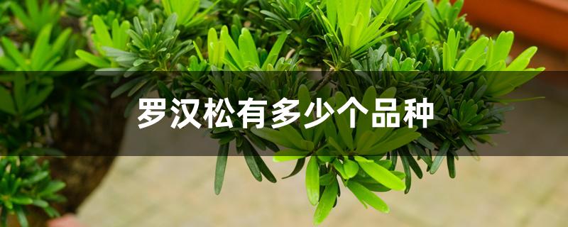 罗汉松有多少个品种 罗汉松有多少个品种