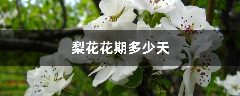 梨花花期多少天 梨花花期多少天