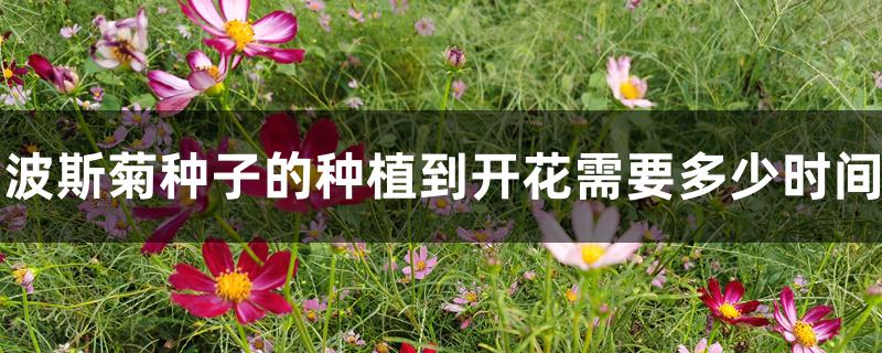 波斯菊种子的种植到开花需要多少时间 波斯菊种子的种植到开花需要多少时间