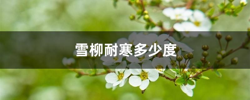 雪柳耐寒多少度 雪柳耐寒多少度