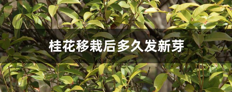 桂花移栽后多久发新芽 桂花移栽后多久发新芽