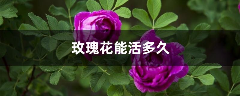 玫瑰花能活多久 玫瑰花能活多久