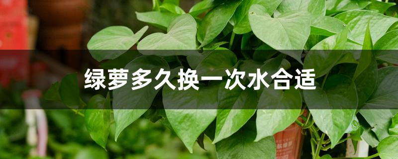 绿萝多久换一次水合适 绿萝多久换一次水合适