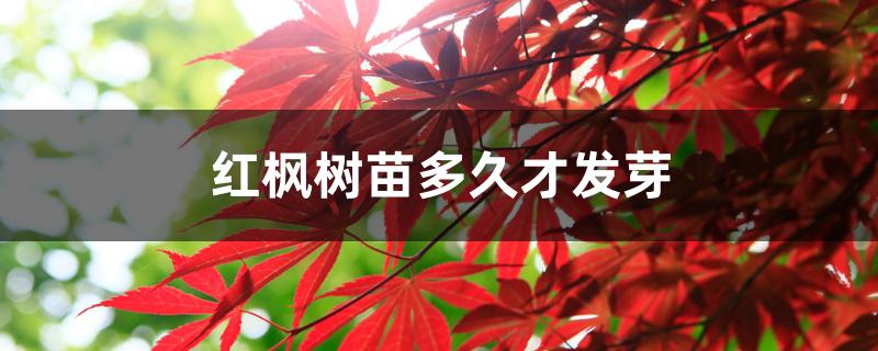 红枫树苗多久才发芽 红枫树苗多久才发芽