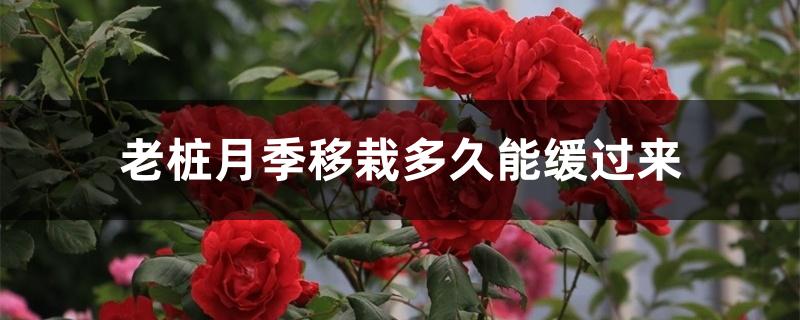老桩月季移栽多久能缓过来 老桩月季移栽多久能缓过来