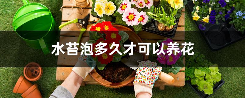 水苔泡多久才可以养花