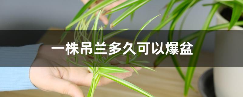 一株吊兰多久可以爆盆 一株吊兰多久可以爆盆