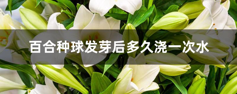 百合种球发芽后多久浇一次水 百合种球发芽后多久浇一次水