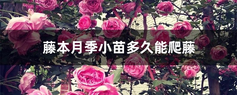 藤本月季小苗多久能爬藤 藤本月季小苗多久能爬藤