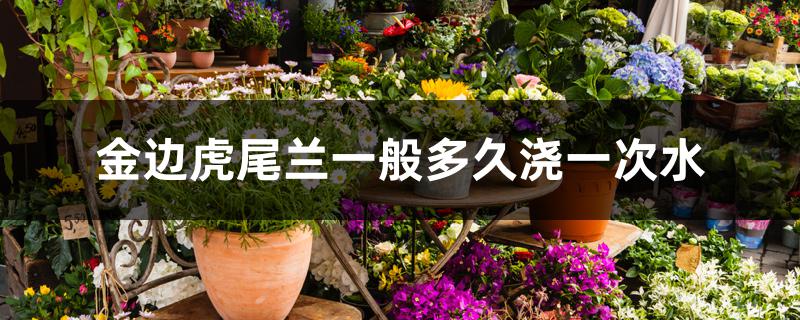 金边虎尾兰一般多久浇一次水 金边虎尾兰一般多久浇一次水