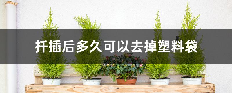 扦插后多久可以去掉塑料袋 扦插后多久可以去掉塑料袋