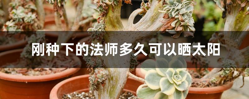 刚种下的法师多久可以晒太阳 刚种下的法师多久可以晒太阳
