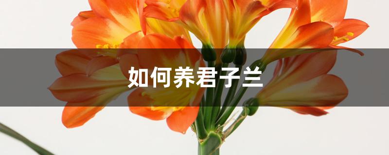 如何养君子兰 如何养君子兰