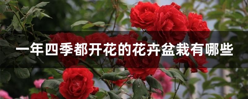 一年四季都开花的花卉盆栽有哪些 一年四季都开花的花卉盆栽有哪些