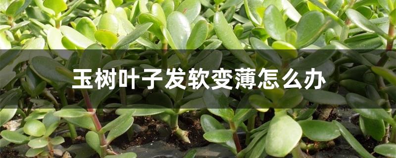 玉树叶子发软变薄怎么办 玉树叶子发软变薄怎么办