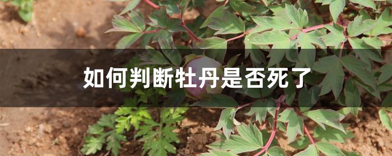 如何判断牡丹是否死了 如何判断牡丹是否死了