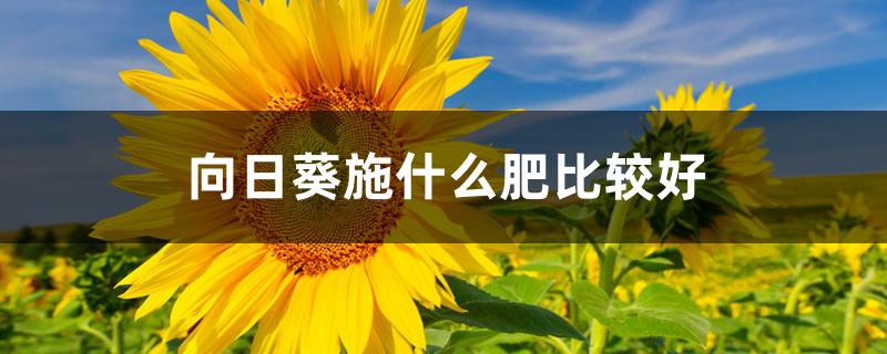 向日葵施什么肥比较好 向日葵施什么肥比较好