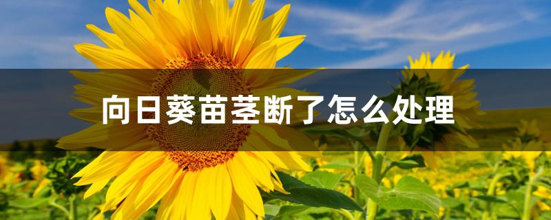 向日葵苗茎断了怎么处理 向日葵苗茎断了怎么处理