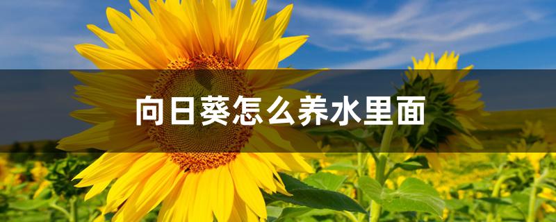 向日葵怎么养水里面 向日葵怎么养水里面