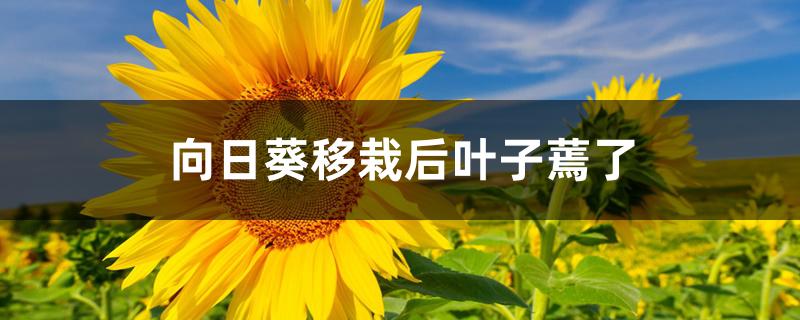 向日葵移栽后叶子蔫了 向日葵移栽后叶子蔫了