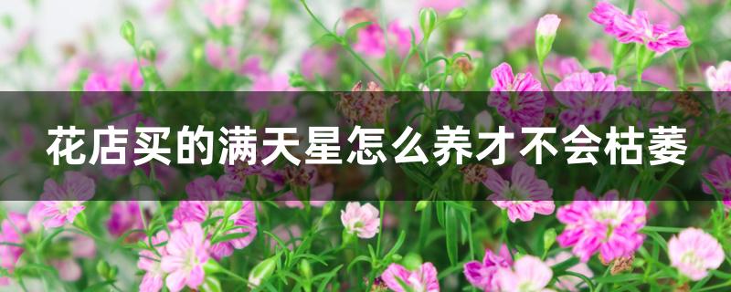 花店买的满天星怎么养才不会枯萎 花店买的满天星怎么养才不会枯萎