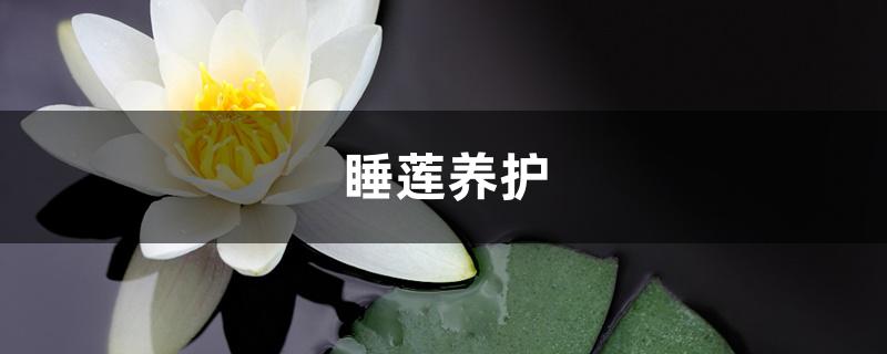 睡莲养护 睡莲养护