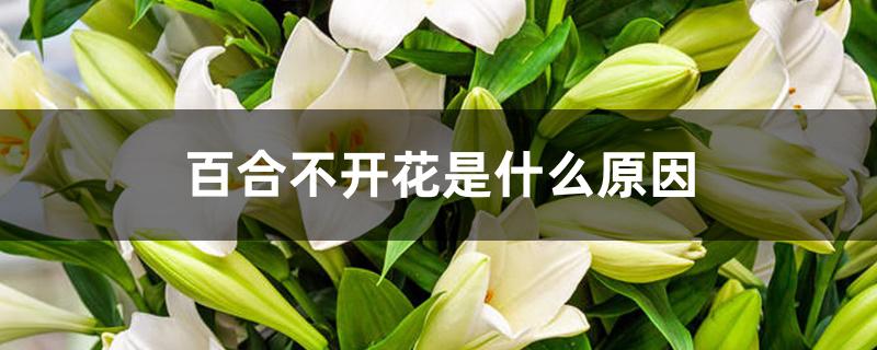 百合不开花是什么原因 百合不开花是什么原因